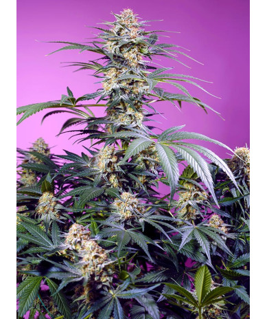 Monster Maker® semillas fotodependientes USA Sweet Seeds