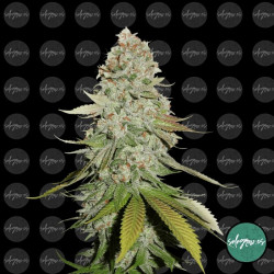 Semillas feminizadas Gorilla Glue #4 - Cogollos densos y resinosos