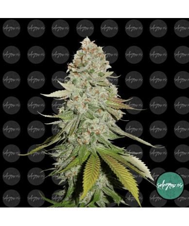 Semillas feminizadas Gorilla Glue #4 - Cogollos densos y resinosos