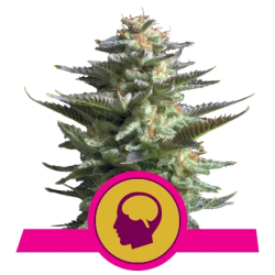 Amnesia Haze Royal Queen Seeds feminizada planta sativa de alta producción