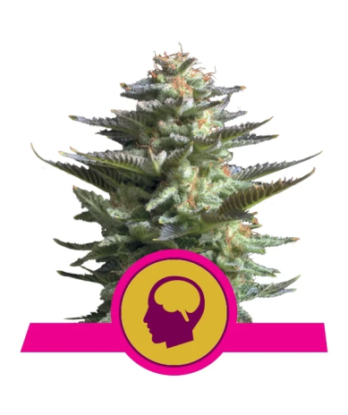 Amnesia Haze Royal Queen Seeds feminizada planta sativa de alta producción
