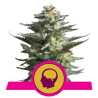 Amnesia Haze Royal Queen Seeds feminizada planta sativa de alta producción