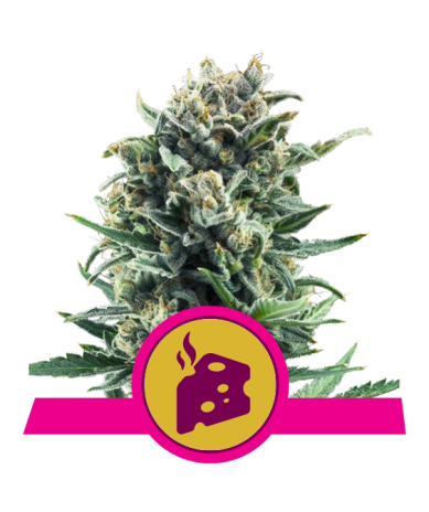 Blue Cheese Royal Queen Seeds feminizada cogollos densos con aroma dulce a queso y blueberry