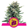 Blue Cheese Royal Queen Seeds feminizada cogollos densos con aroma dulce a queso y blueberry