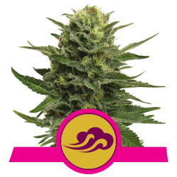 Blue Mystic Royal Queen Seeds feminizada cogollos resinosos con aroma dulce a blueberry