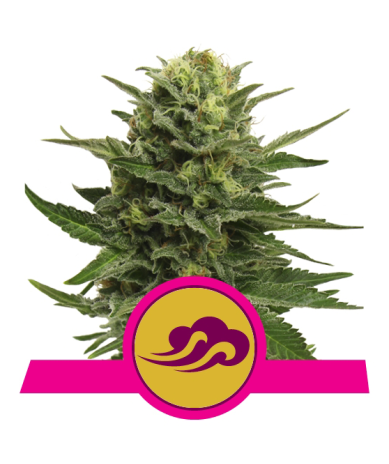 Blue Mystic Royal Queen Seeds feminizada cogollos resinosos con aroma dulce a blueberry