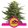 Blue Mystic Royal Queen Seeds feminizada cogollos resinosos con aroma dulce a blueberry