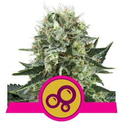 Bubble Kush Royal Queen Seeds feminizada cogollos resinosos oscuros con pelos rojos y tricomas abundantes