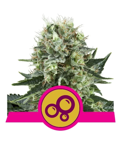 Bubble Kush Royal Queen Seeds feminizada cogollos resinosos oscuros con pelos rojos y tricomas abundantes