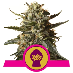 Bubblegum XL Royal Queen Seeds feminizada cogollos resinosos con aroma dulce caramelo y cítrico