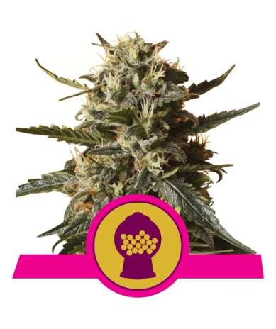 Bubblegum XL Royal Queen Seeds feminizada cogollos resinosos con aroma dulce caramelo y cítrico