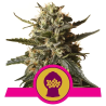 Bubblegum XL Royal Queen Seeds feminizada cogollos resinosos con aroma dulce caramelo y cítrico