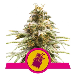 Chocolate Haze Royal Queen Seeds feminizada cogollos resinosos con aroma a chocolate y tonos afrutados