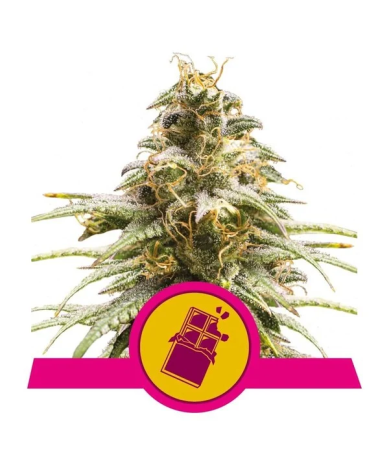 Chocolate Haze Royal Queen Seeds feminizada cogollos resinosos con aroma a chocolate y tonos afrutados