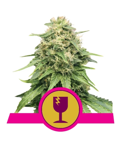 Critical Royal Queen Seeds feminizada cogollos densos y resinosos de alta producción