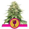 Critical Royal Queen Seeds feminizada cogollos densos y resinosos de alta producción
