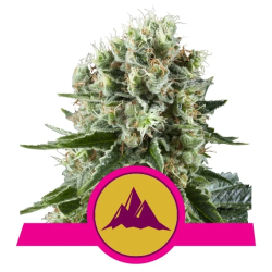 Critical Kush Royal Queen Seeds feminizada cogollos compactos resinosos con aroma kush terroso
