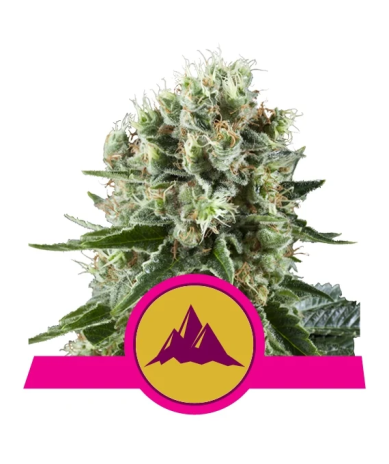 Critical Kush Royal Queen Seeds feminizada cogollos compactos resinosos con aroma kush terroso