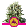 Critical Kush Royal Queen Seeds feminizada cogollos compactos resinosos con aroma kush terroso