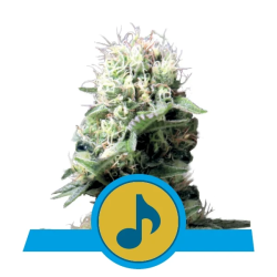 Dance World CBD Royal Queen Seeds cogollos resinosos con aroma afrutado y pino