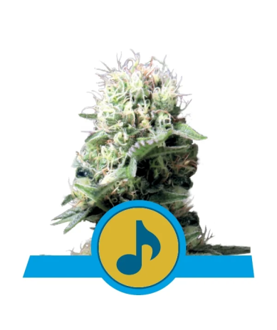 Dance World CBD Royal Queen Seeds cogollos resinosos con aroma afrutado y pino