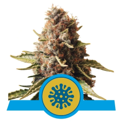 Euphoria CBD Royal Queen Seeds cogollos resinosos con aroma afrutado y efecto relajante