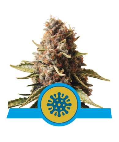 Euphoria CBD Royal Queen Seeds cogollos resinosos con aroma afrutado y efecto relajante