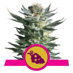 Fruit Spirit Royal Queen Seeds cogollos resinosos con aroma dulce a arándanos y frutas del bosque