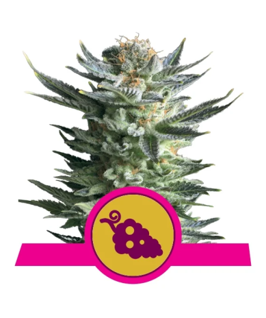 Fruit Spirit Royal Queen Seeds cogollos resinosos con aroma dulce a arándanos y frutas del bosque
