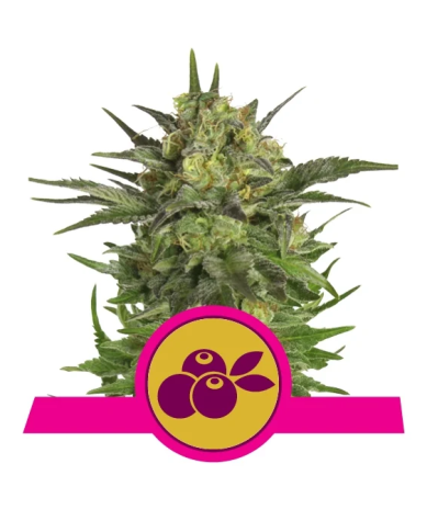 Haze Berry Royal Queen Seeds cogollos morados y resinosos con aroma a frutas del bosque