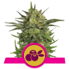 Haze Berry Royal Queen Seeds cogollos morados y resinosos con aroma a frutas del bosque