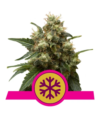 ICE Royal Queen Seeds feminizada cogollos completamente cubiertos de resina aspecto cristalino y escarchado