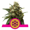 ICE Royal Queen Seeds feminizada cogollos completamente cubiertos de resina aspecto cristalino y escarchado