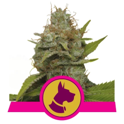 Kali Dog Royal Queen Seeds cogollos densos y resinosos con aroma intenso a combustible y cítricos