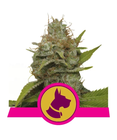 Kali Dog Royal Queen Seeds cogollos densos y resinosos con aroma intenso a combustible y cítricos