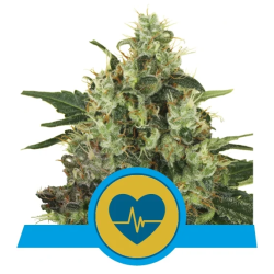 Medical Mass Royal Queen Seeds cogollos resinosos con aroma dulce y estructura compacta CBD 1:1