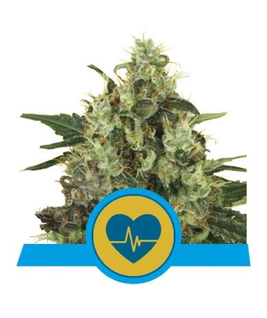 Medical Mass Royal Queen Seeds cogollos resinosos con aroma dulce y estructura compacta CBD 1:1