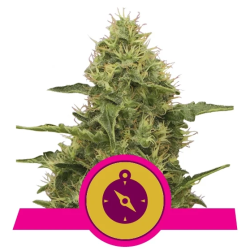 Northern Light Royal Queen Seeds cogollos densos y resinosos con dominancia índica y aspecto brillante