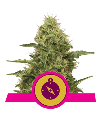 Northern Light Royal Queen Seeds cogollos densos y resinosos con dominancia índica y aspecto brillante