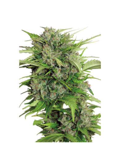 Semilla AK-47 Auto autofloreciente de rápida floración y alta producción