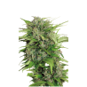 Semilla AK-47 Auto autofloreciente de rápida floración y alta producción