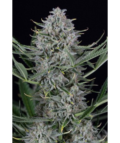Auto Cookies semilla autofloreciente con aroma dulce y gran producción de resina