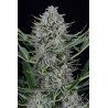 Auto Cookies semilla autofloreciente con aroma dulce y gran producción de resina