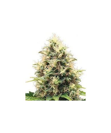Semillas Auto Critical Mango autoflorecientes con aroma dulce tropical growshop