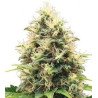Semillas Auto Critical Mango autoflorecientes con aroma dulce tropical growshop