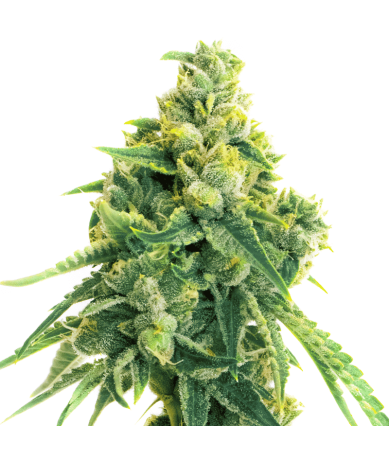 Semillas Auto Lemon 1 euro autoflorecientes aroma cítrico cultivo interior exterior