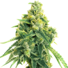 Semillas Auto Lemon 1 euro autoflorecientes aroma cítrico cultivo interior exterior
