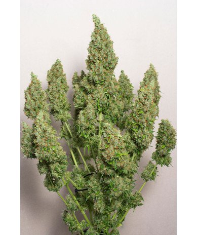 Semillas Auto Mazar 1 euro autoflorecientes resistentes cultivo interior exterior growshop