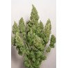 Semillas Auto Mazar 1 euro autoflorecientes resistentes cultivo interior exterior growshop