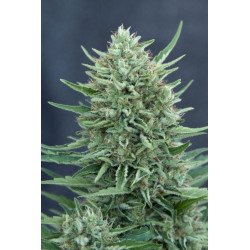 Semillas Auto Medgom 1 euro autoflorecientes baratas cultivo interior exterior growshop
